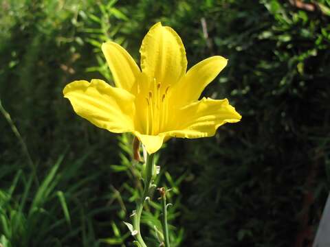 Image of lemon day-lily