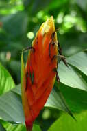 Image of Heliconia episcopalis Vell.