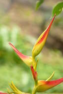 Plancia ëd Heliconia latispatha Benth.