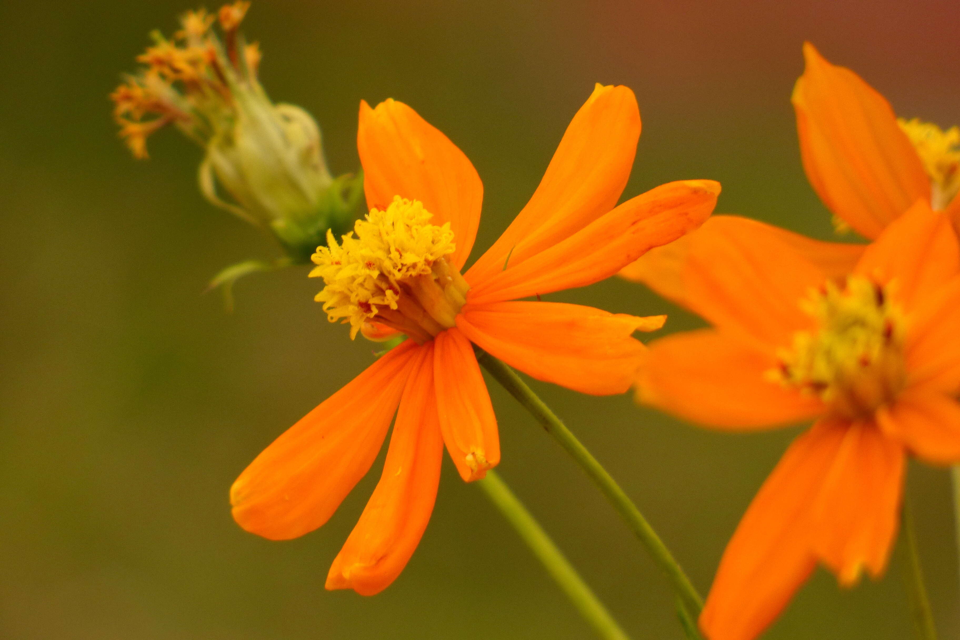 Image of sulphur cosmos