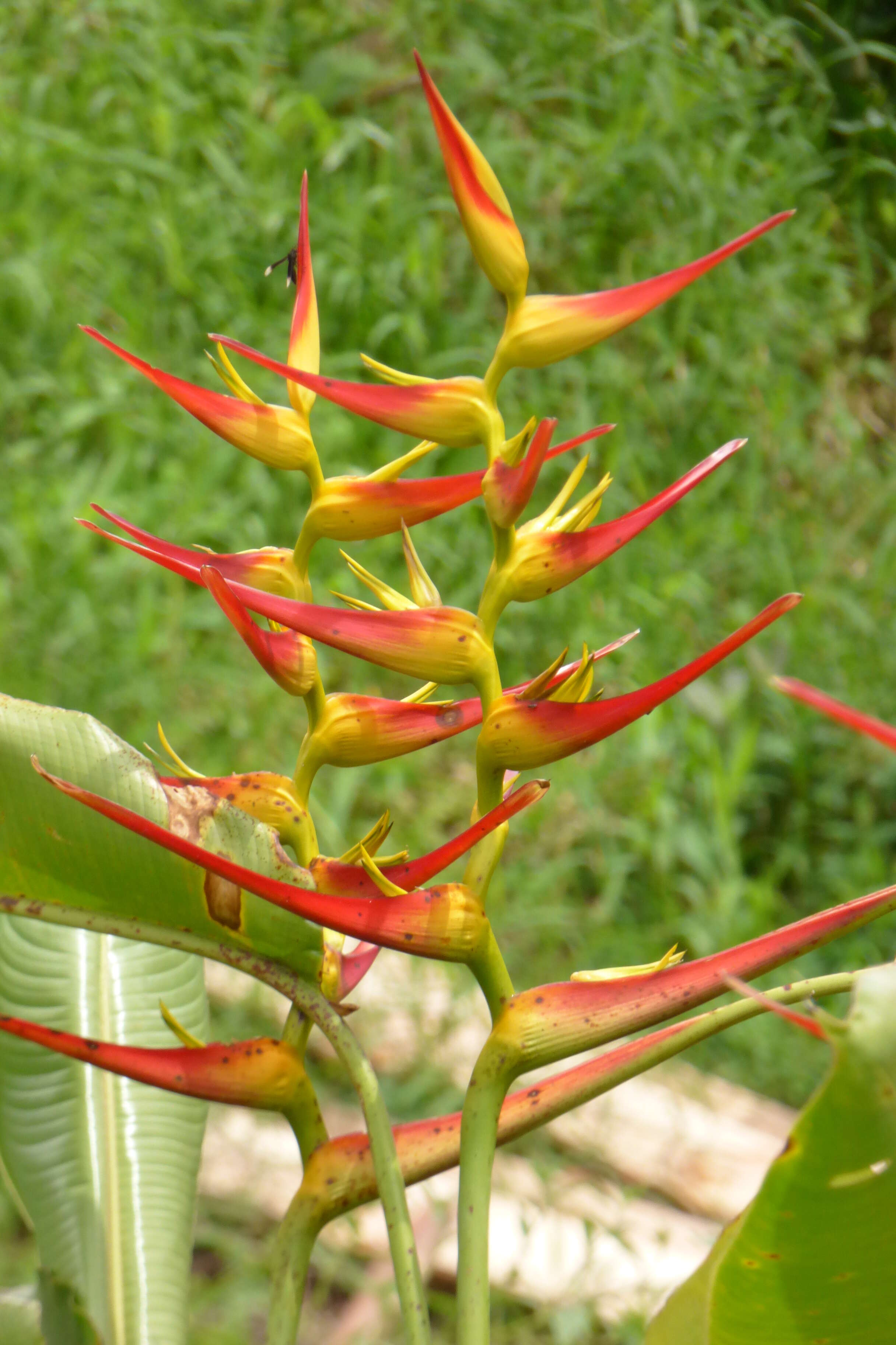 Plancia ëd Heliconia latispatha Benth.