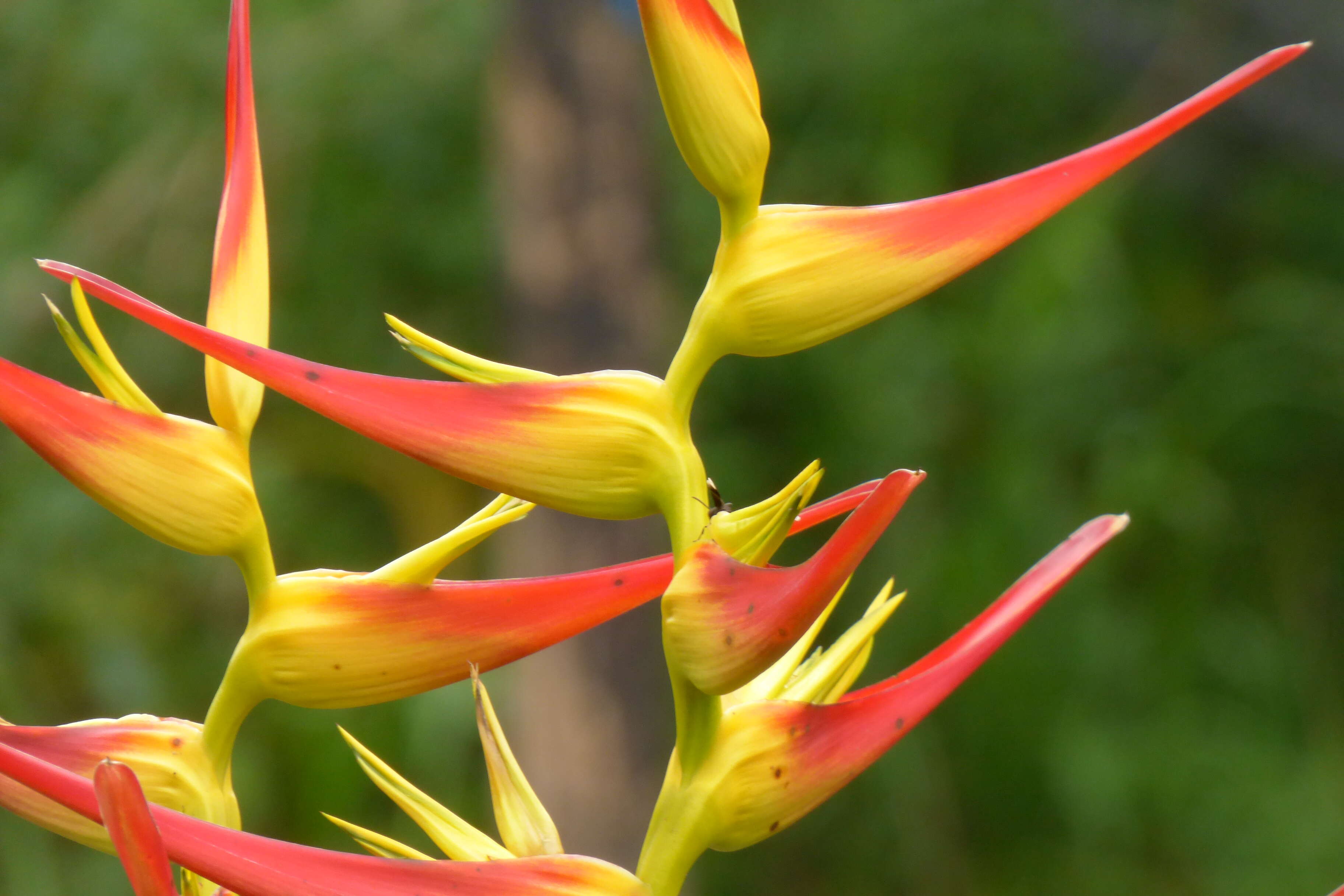 Plancia ëd Heliconia latispatha Benth.