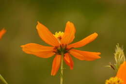 Image of sulphur cosmos