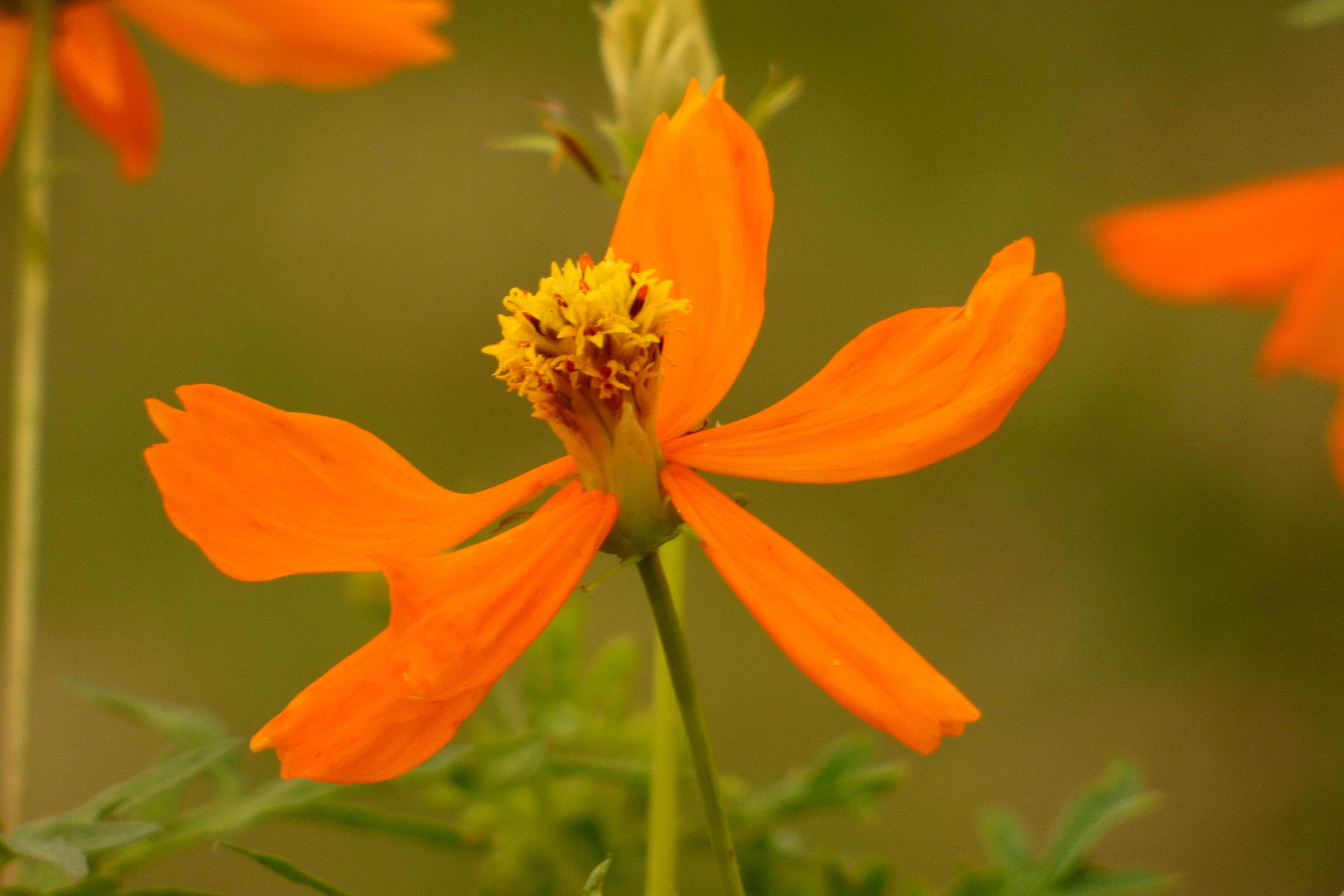 Image de Cosmos sulphureus Cav.