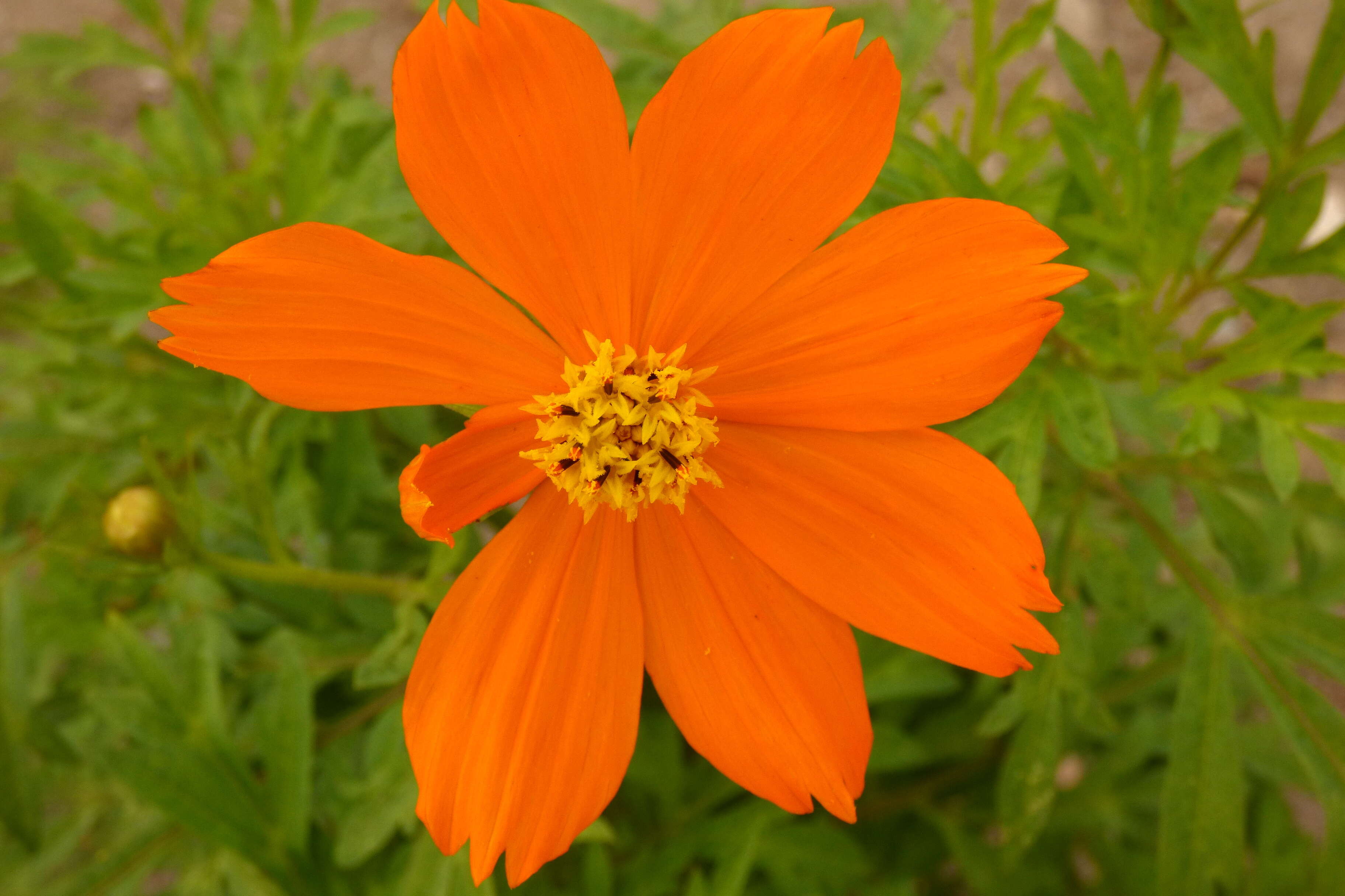 Image of sulphur cosmos