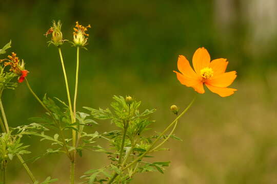 Image of sulphur cosmos