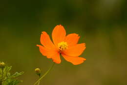 Image of sulphur cosmos