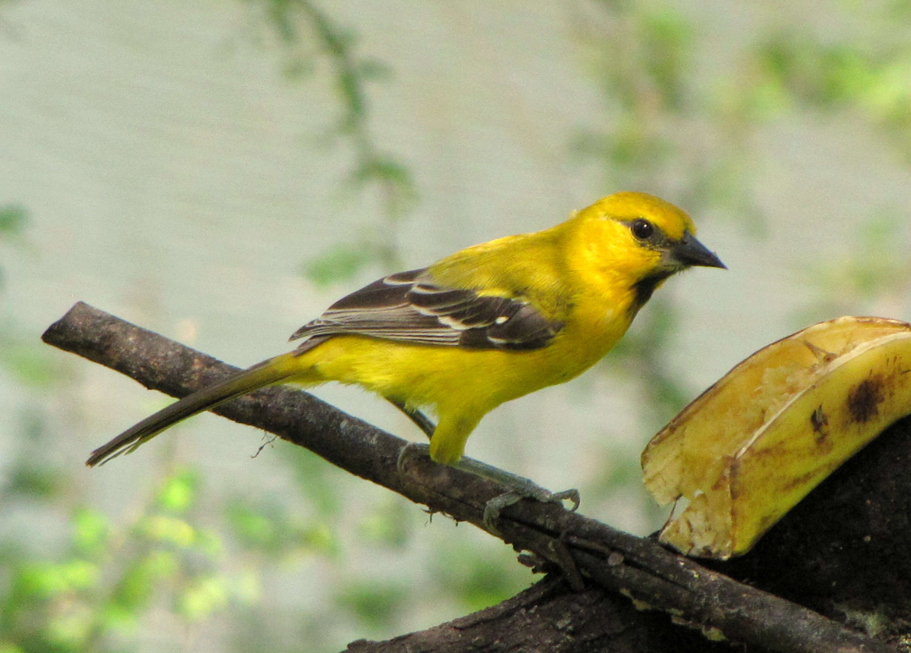 Image of Yellow Oriole