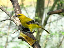 Image of Yellow Oriole