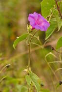 Sivun Ipomoea indica (J. Burman) Merr. kuva