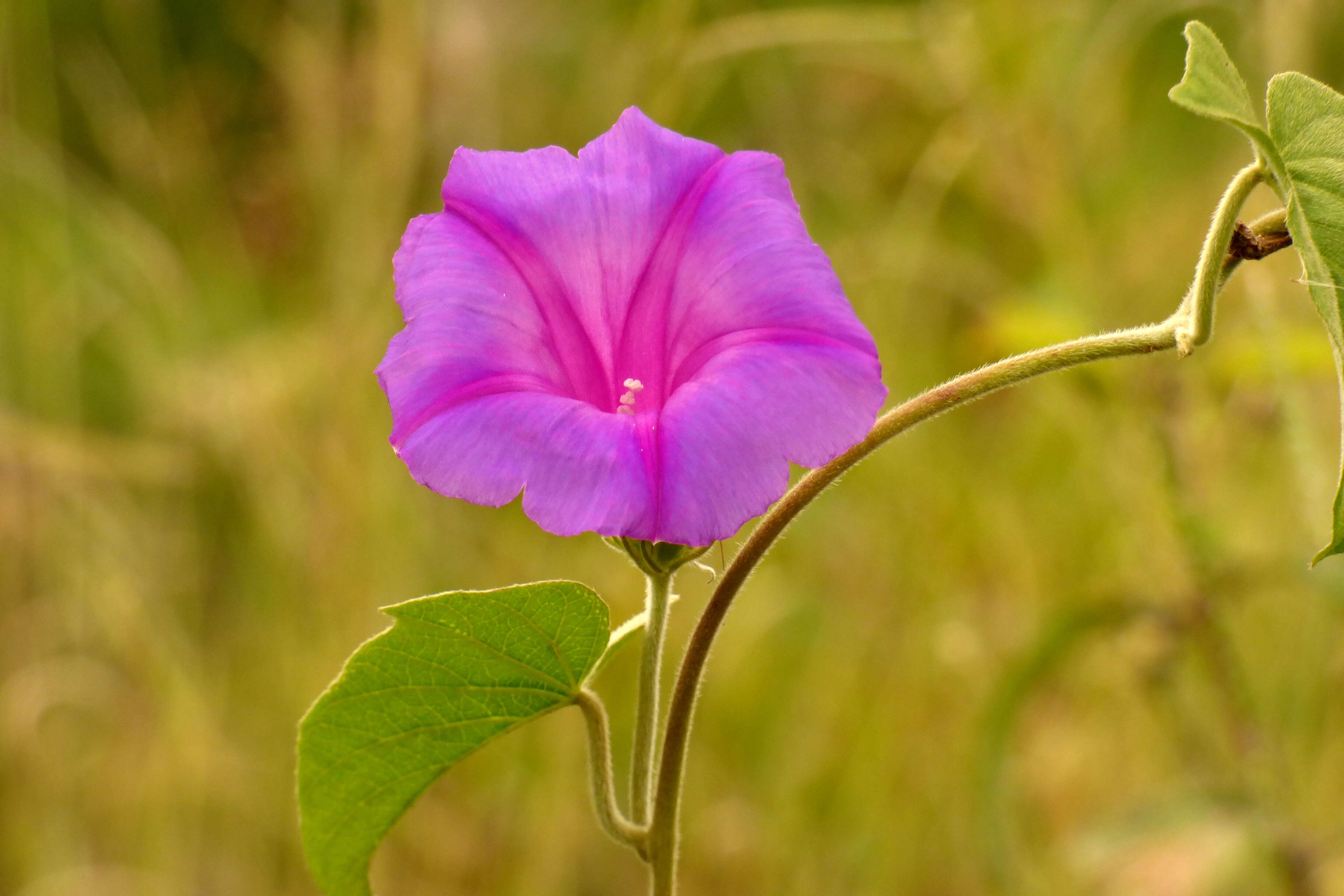 Sivun Ipomoea indica (J. Burman) Merr. kuva