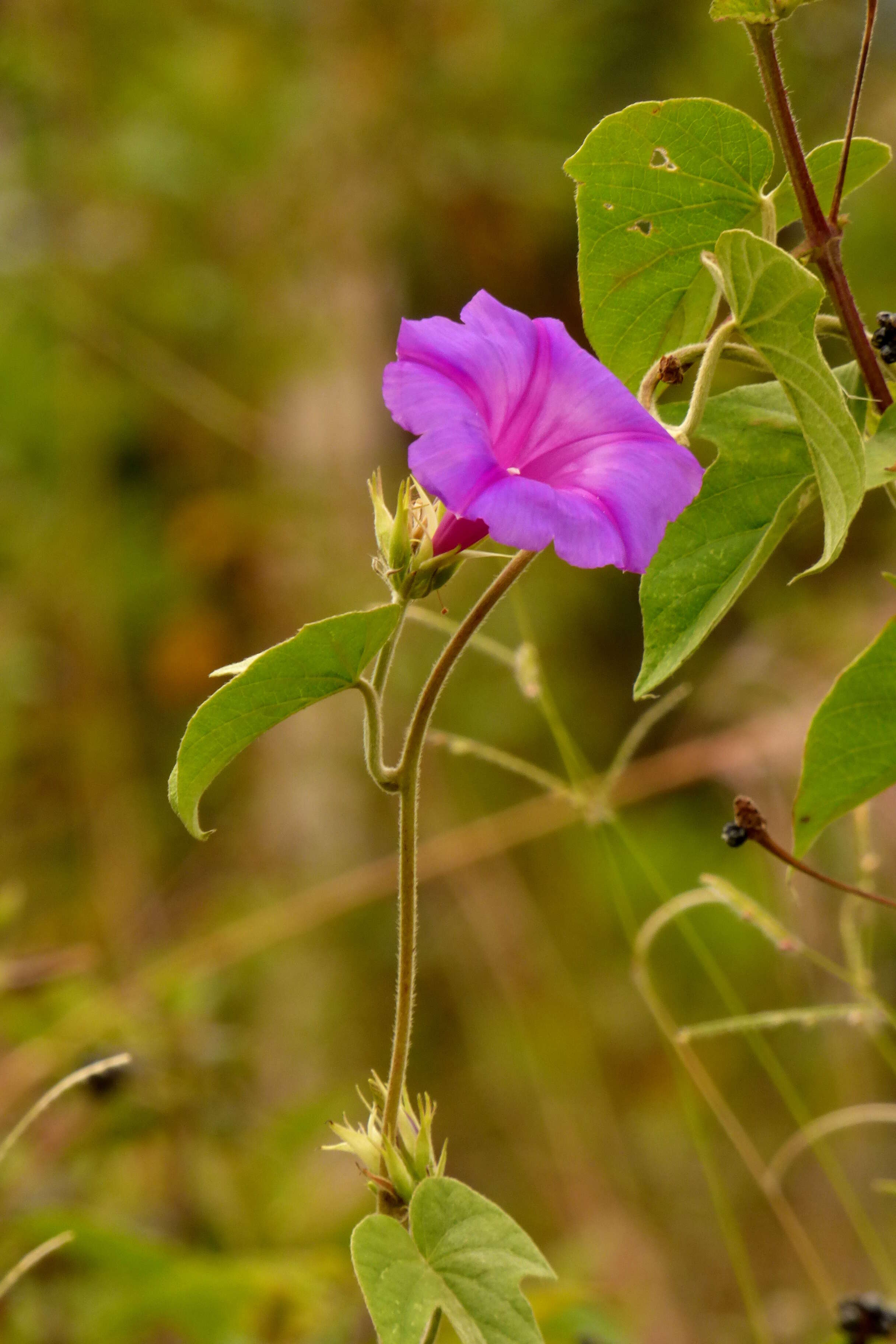 Sivun Ipomoea indica (J. Burman) Merr. kuva