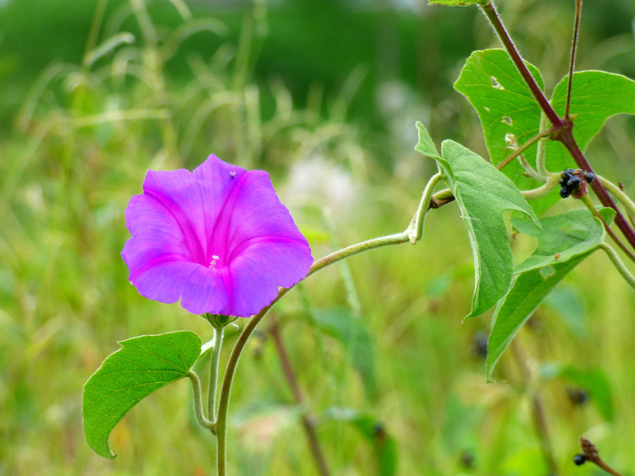 Sivun Ipomoea indica (J. Burman) Merr. kuva