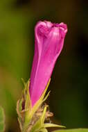 Sivun Ipomoea indica (J. Burman) Merr. kuva