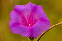 Sivun Ipomoea indica (J. Burman) Merr. kuva