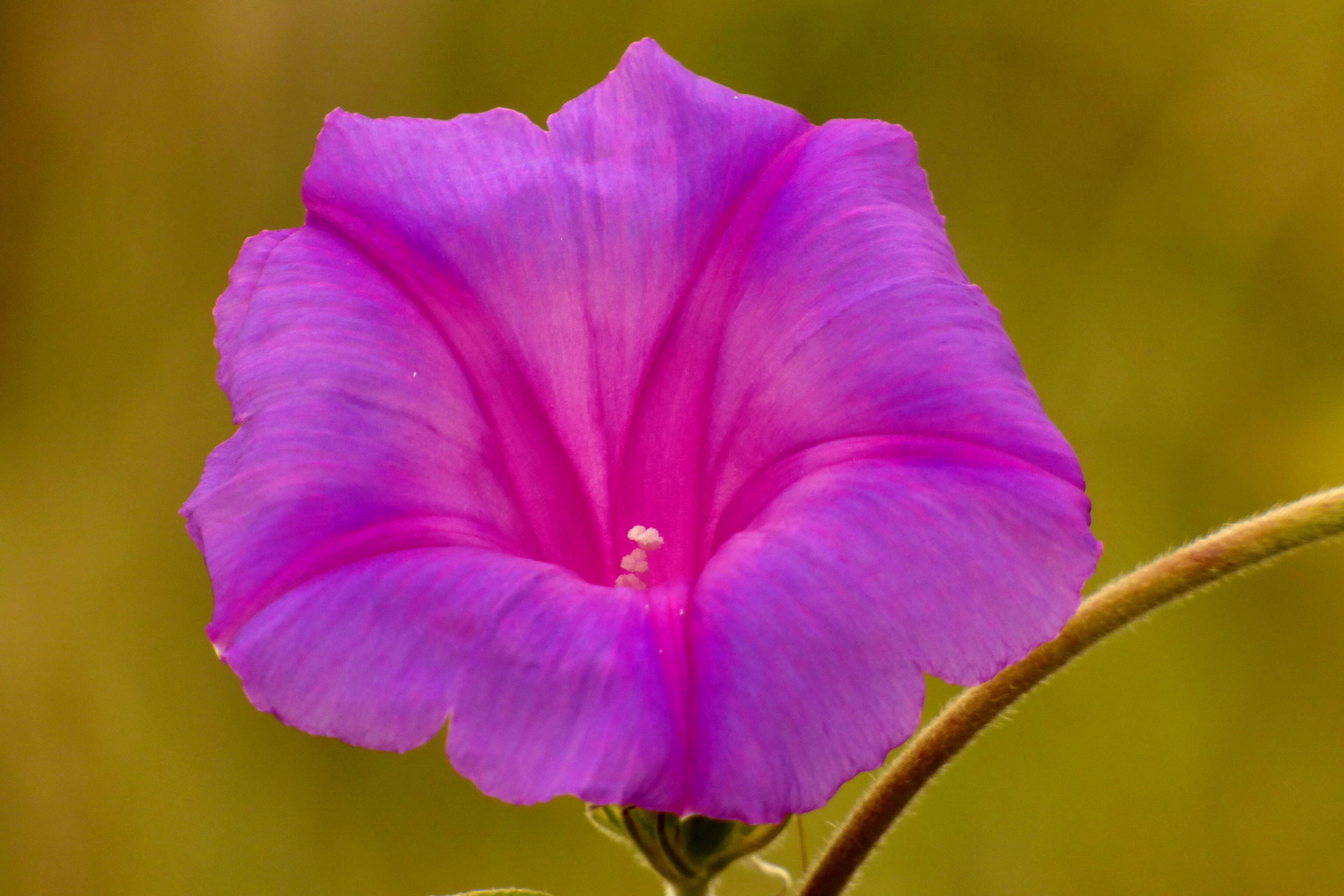 Sivun Ipomoea indica (J. Burman) Merr. kuva