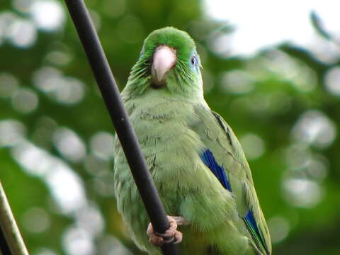 Image of Spectacled Parrotlet