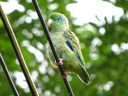 Image of Spectacled Parrotlet