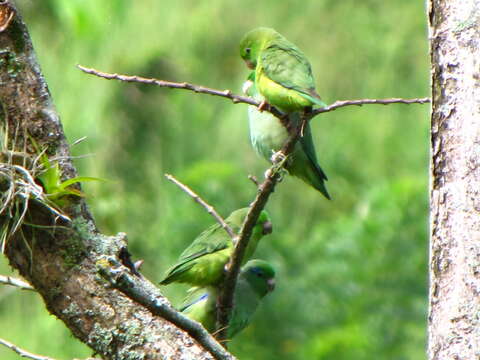 Image of Spectacled Parrotlet