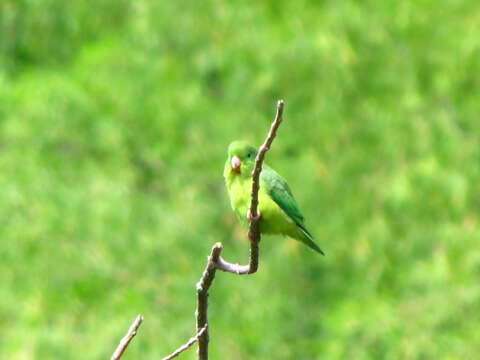 Image of Spectacled Parrotlet