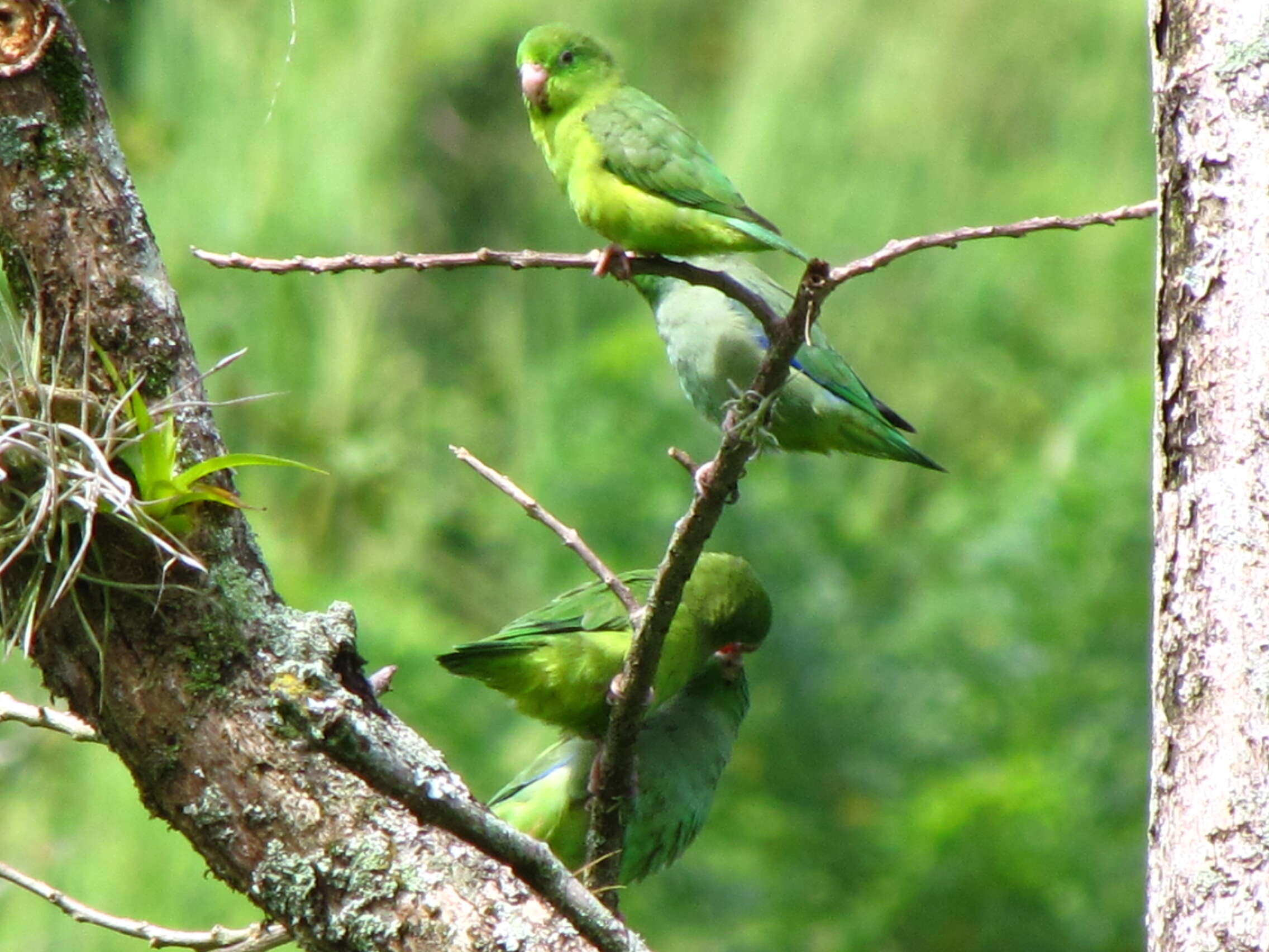 Image of Spectacled Parrotlet