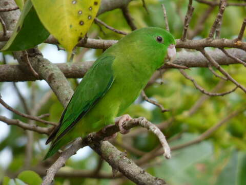 Image of Spectacled Parrotlet