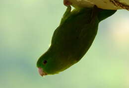 Image of Spectacled Parrotlet