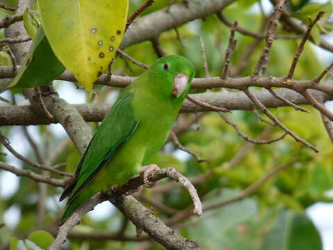 Image of Spectacled Parrotlet