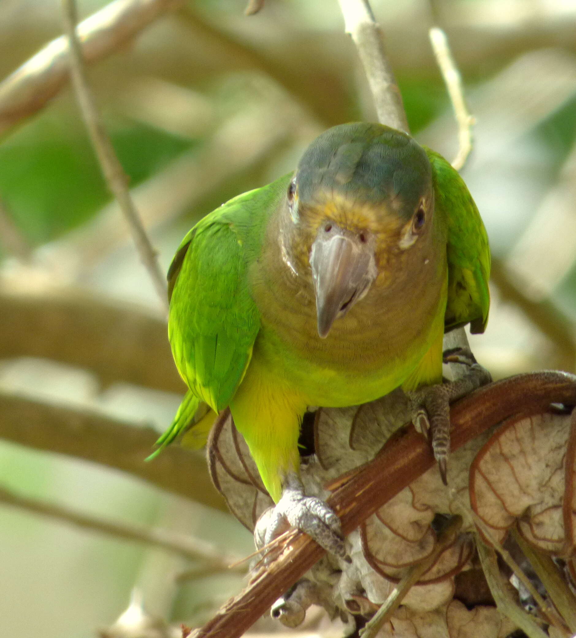 Image of Brown-throated Parakeet