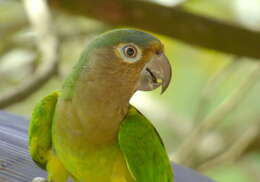 Image of Brown-throated Parakeet