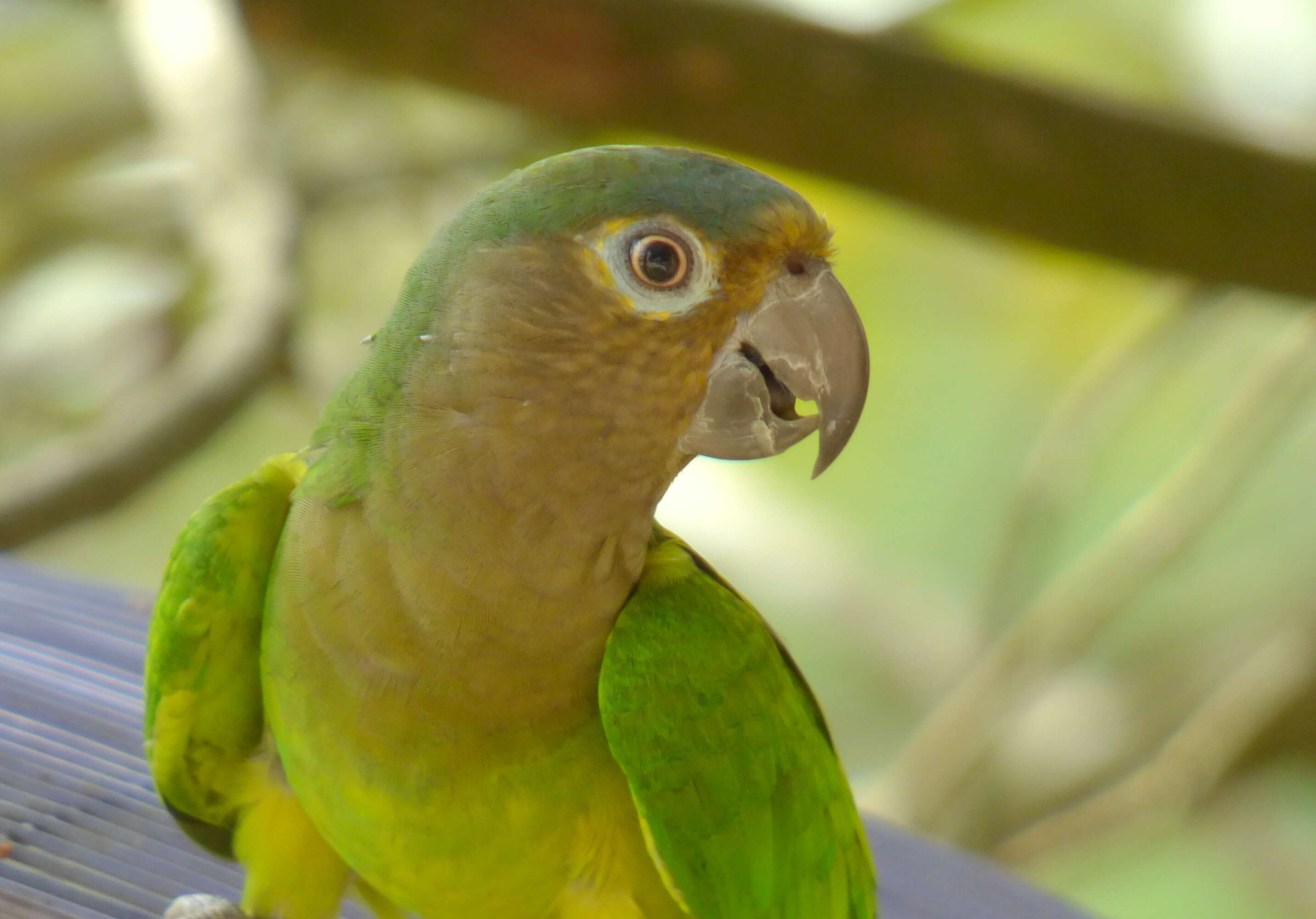 Image of Brown-throated Parakeet