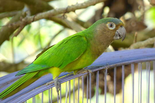 Image of Brown-throated Parakeet