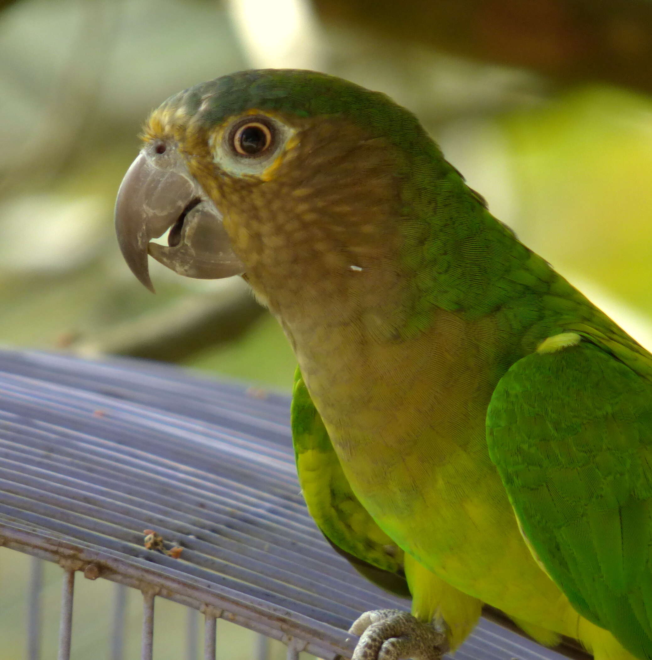 Image of Brown-throated Parakeet