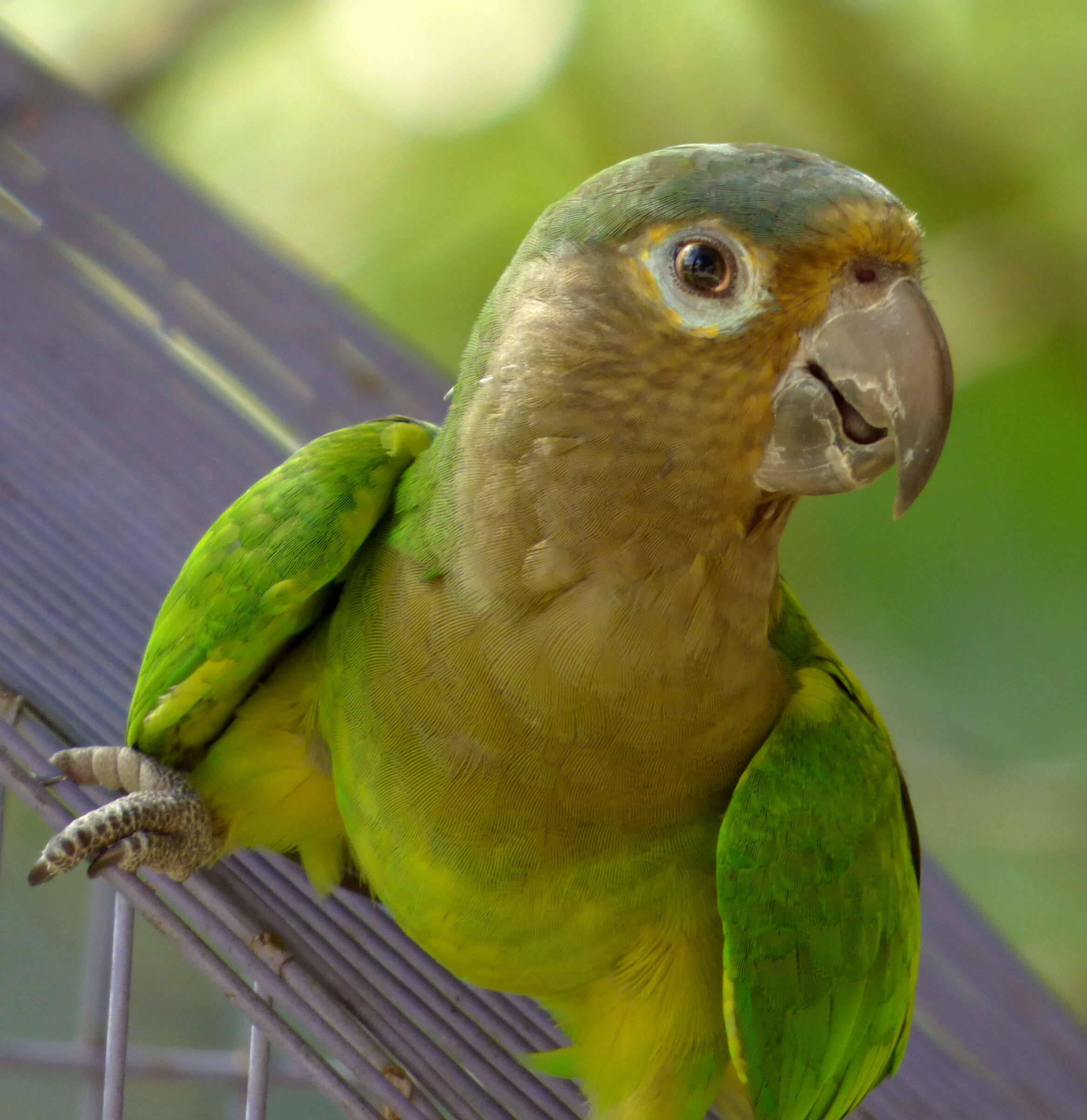 Image of Brown-throated Parakeet