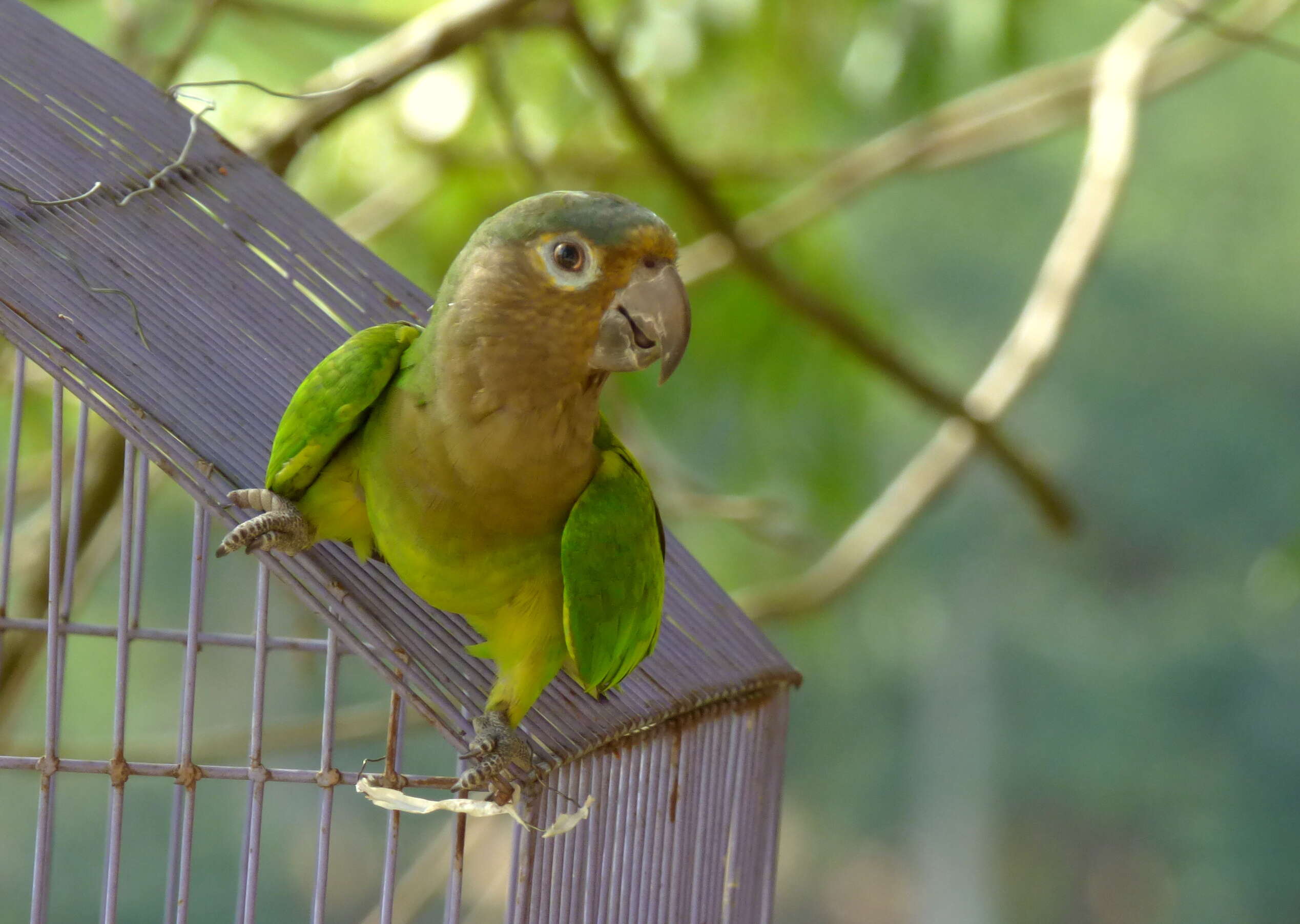 Image of Brown-throated Parakeet