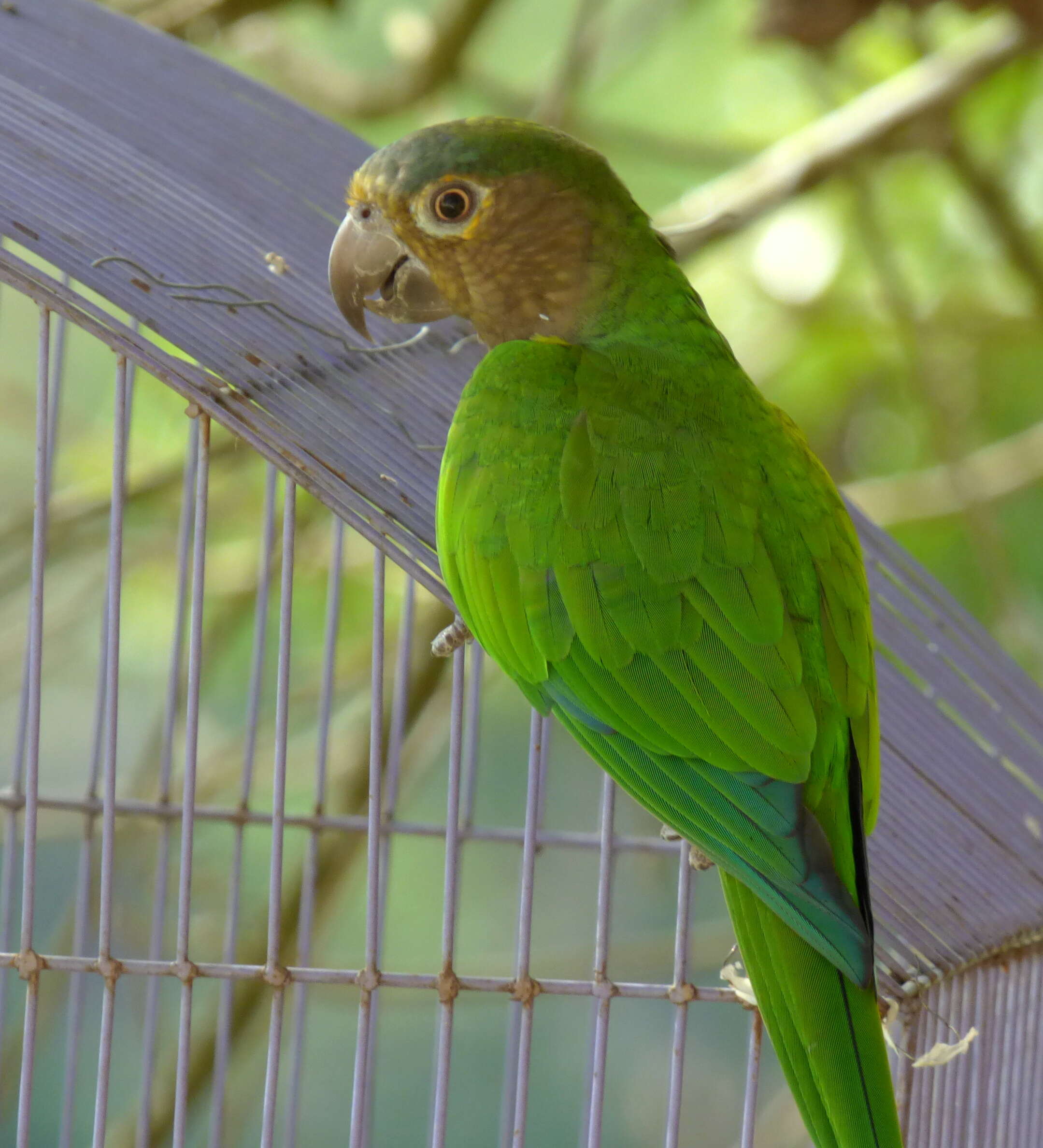 Image of Brown-throated Parakeet