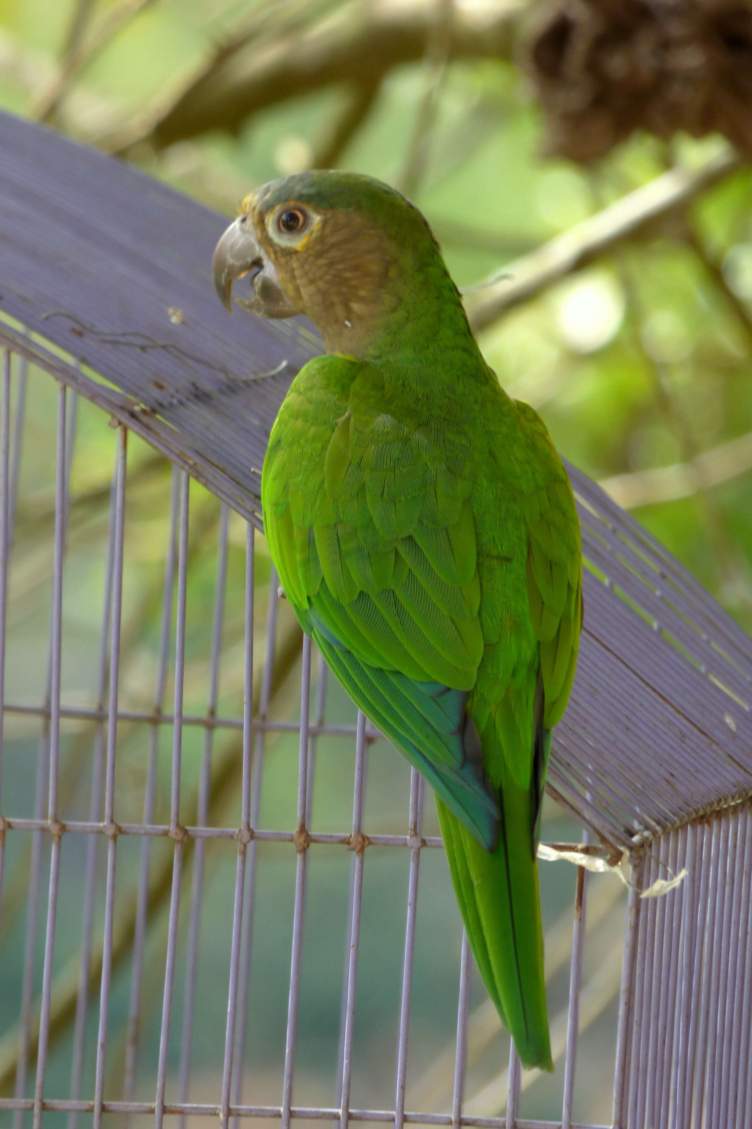 Image of Brown-throated Parakeet