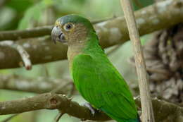 Image of Brown-throated Parakeet