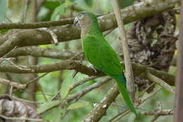 Image of Brown-throated Parakeet