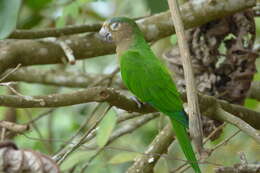 Image of Brown-throated Parakeet