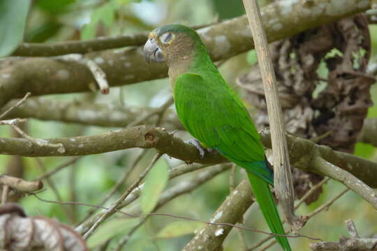 Image of Brown-throated Parakeet