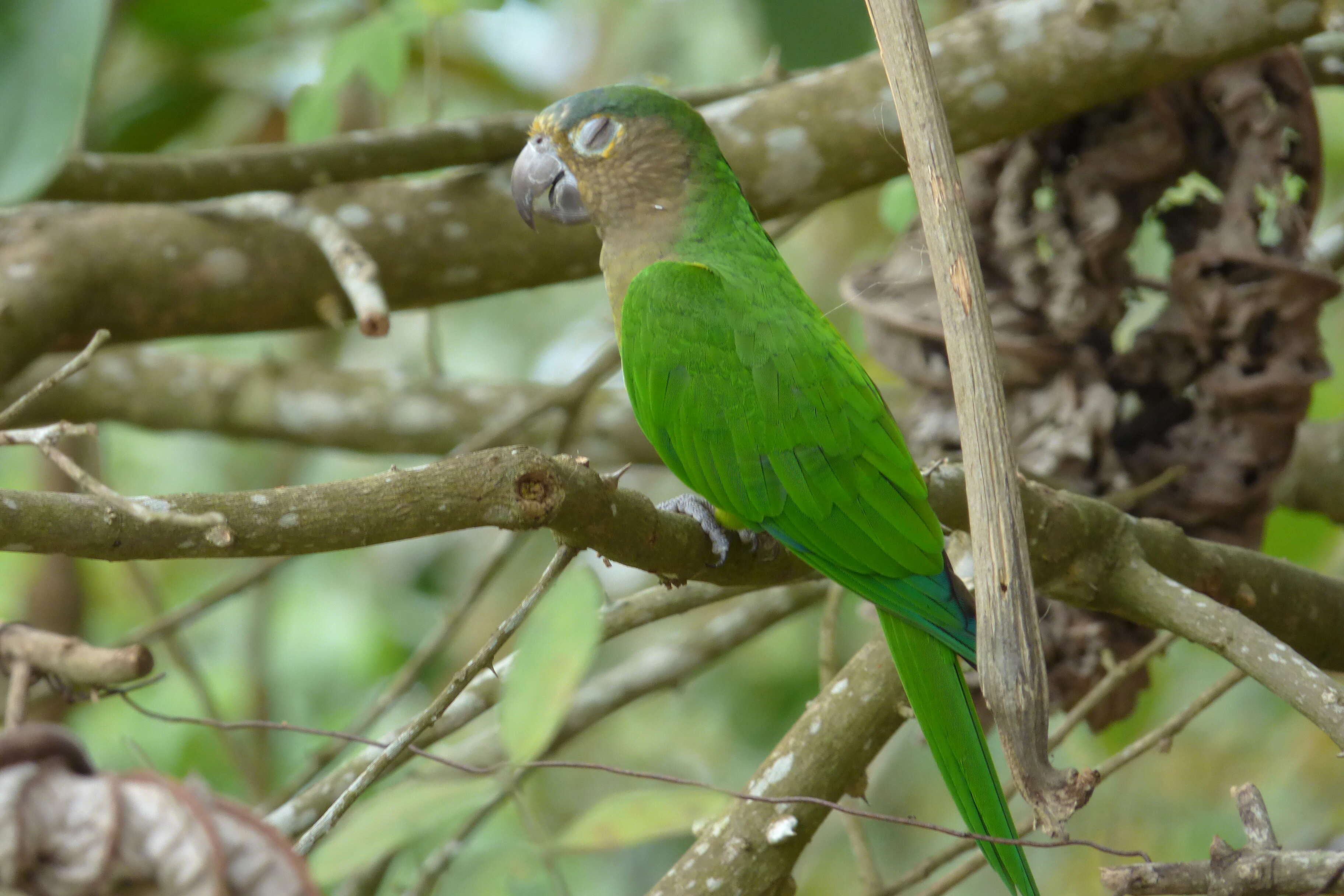 Image of Brown-throated Parakeet