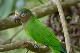 Image of Brown-throated Parakeet