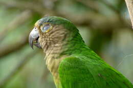 Image of Brown-throated Parakeet