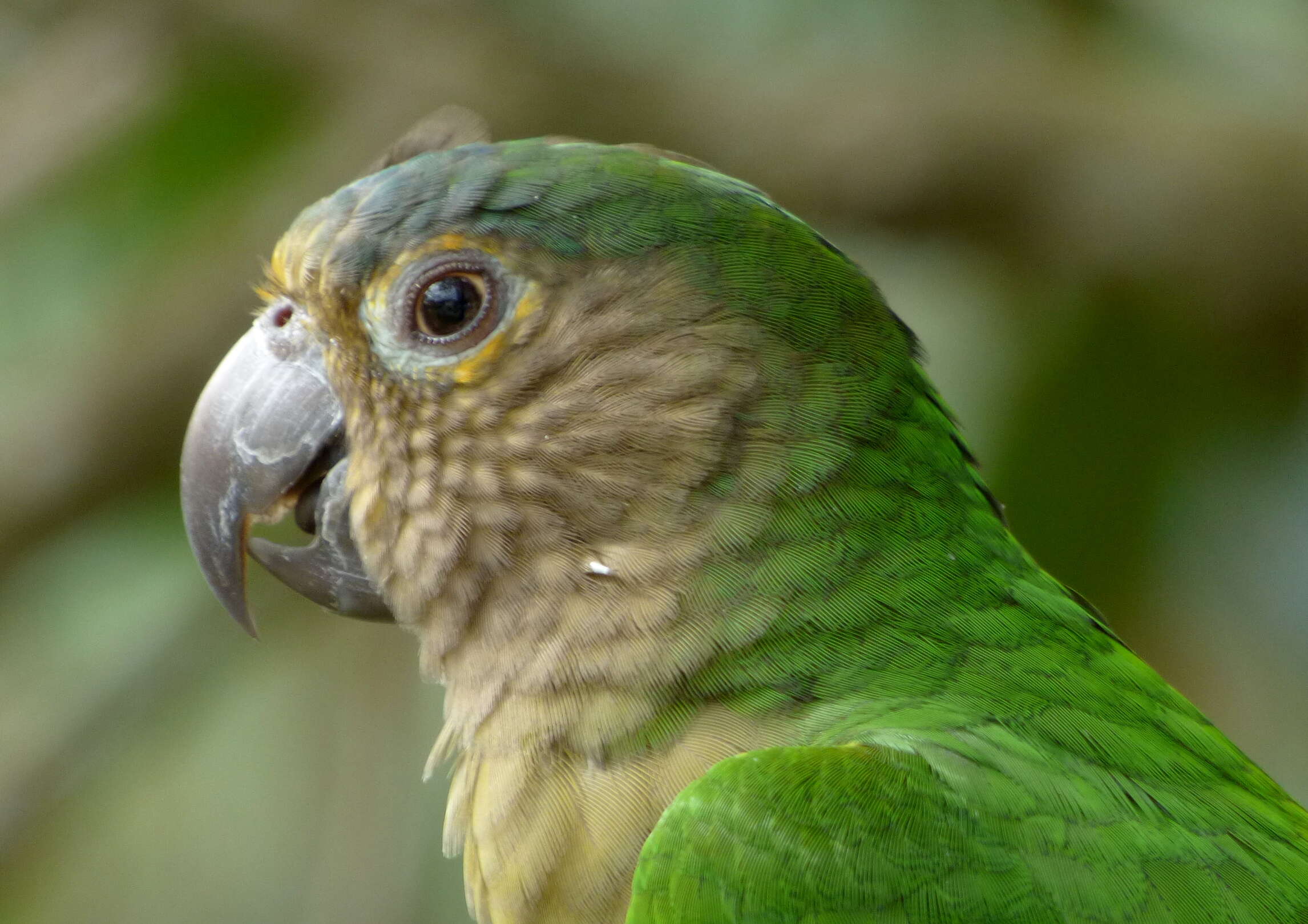 Image of Brown-throated Parakeet