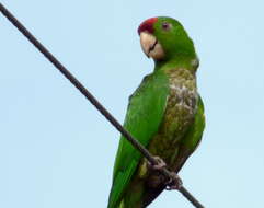 Image of Aratinga wagleri