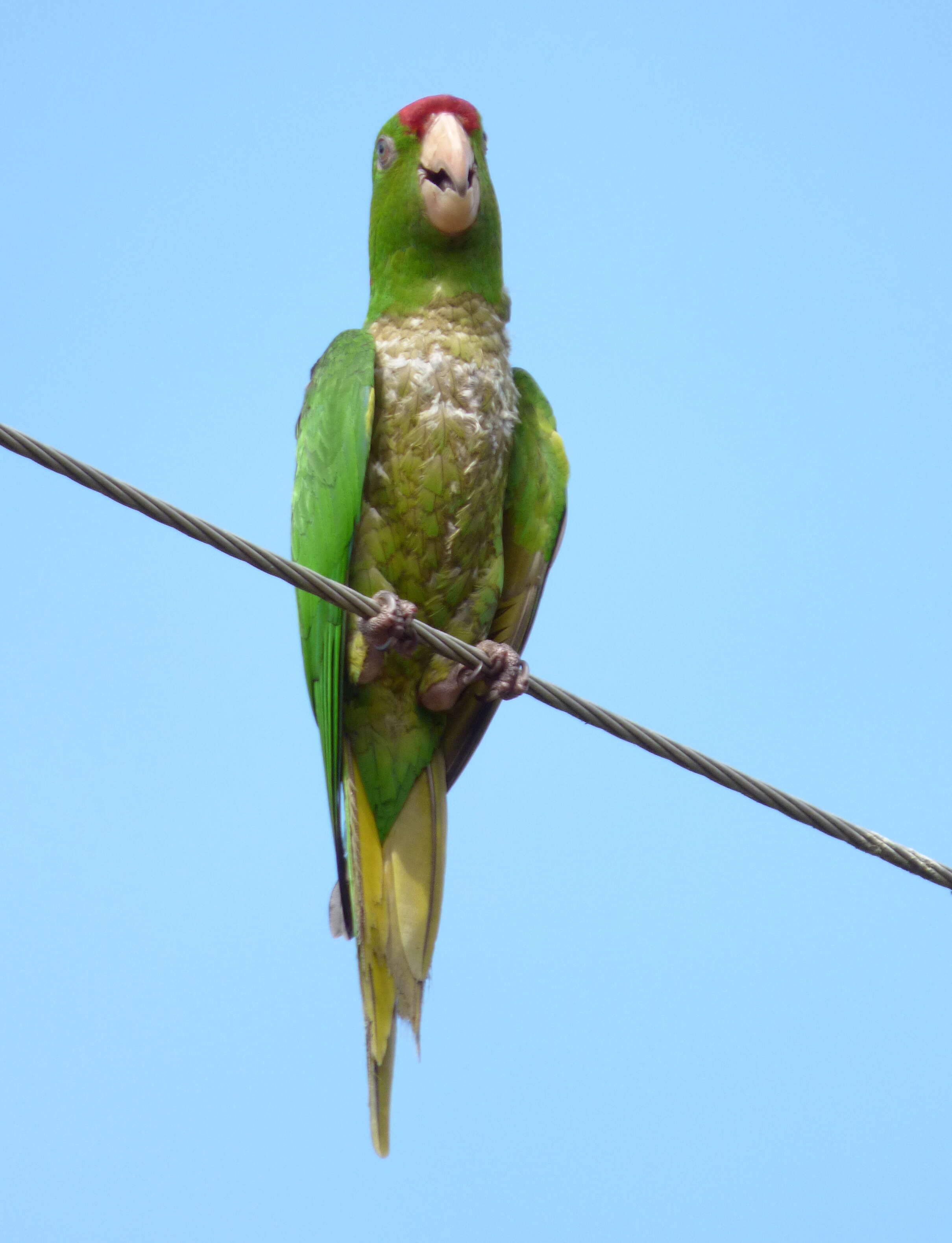 Image of Aratinga wagleri