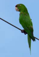 Image of Aratinga wagleri