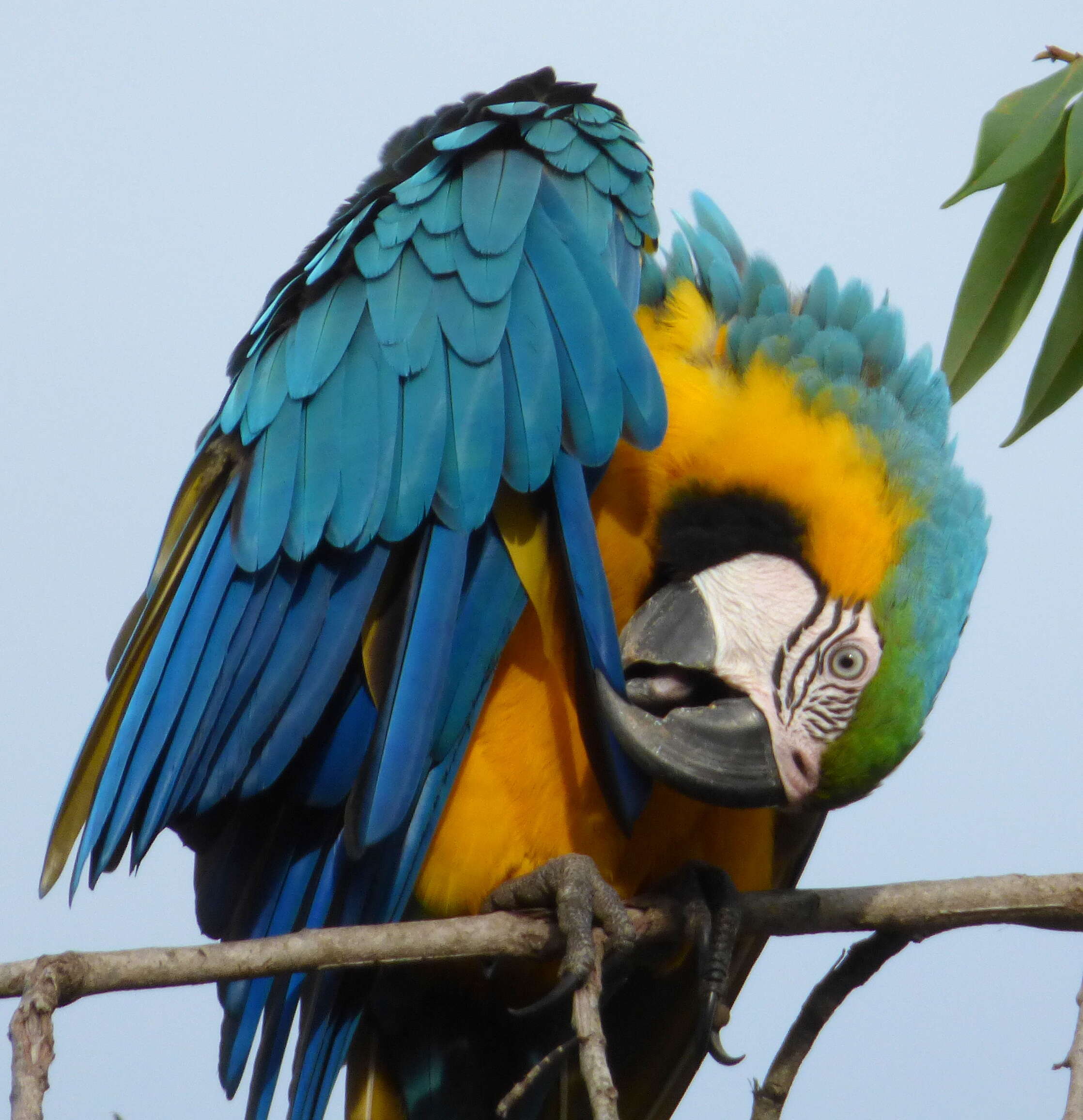 Image of Blue-and-yellow Macaw