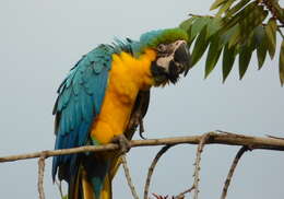 Image of Blue-and-yellow Macaw